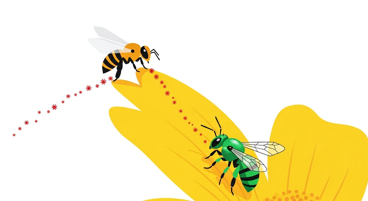 Pathogens can transfer from commercial honeybees to wild solitary bees when they forage on the same shared flower petals.