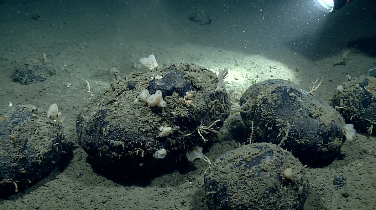 Polymetallic nodules look like small, dark stones scattered across the ocean mud, but they serve as the only hard surface for deep-sea life to anchor to.